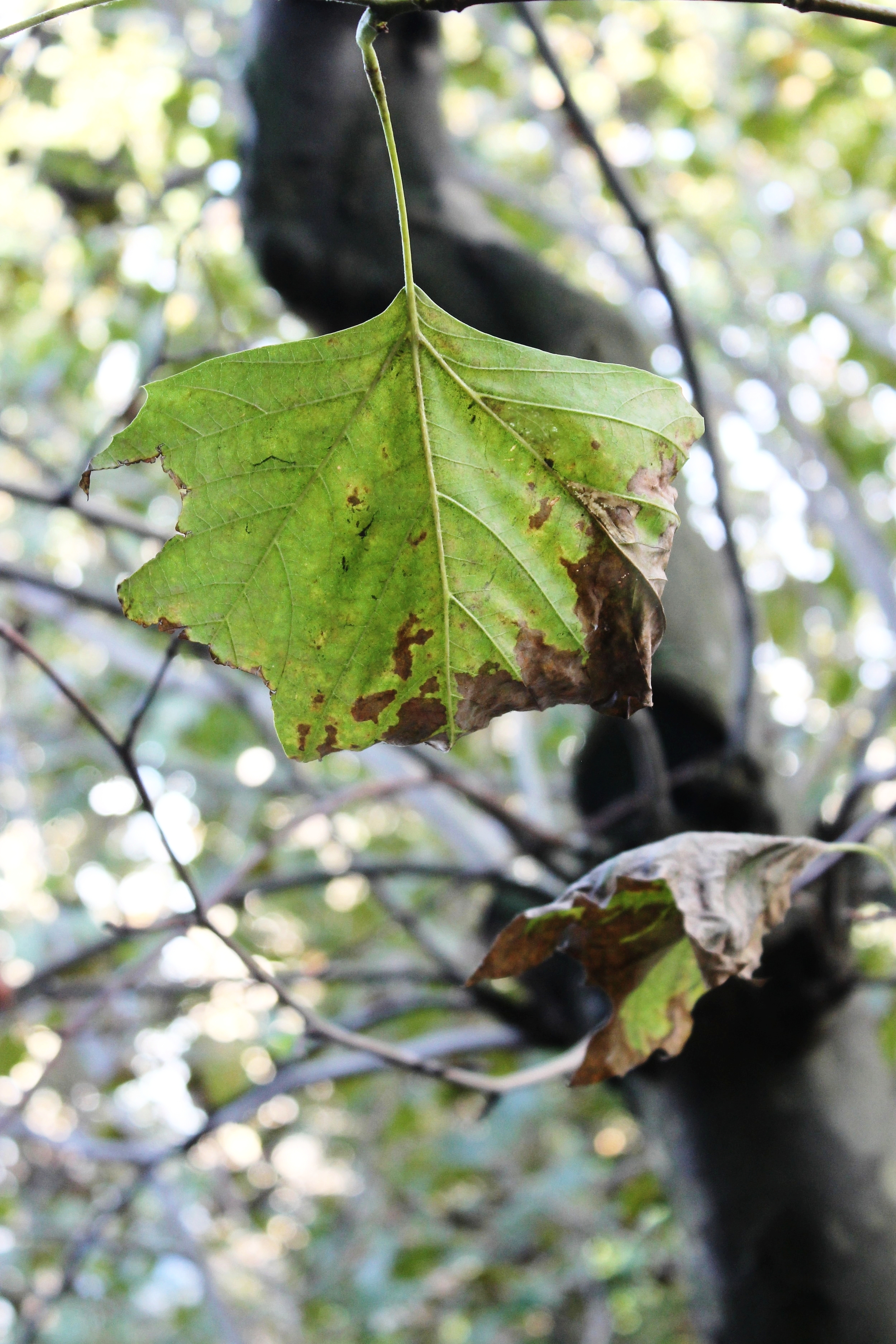Pear and apple sauce | Beloved Kitchen