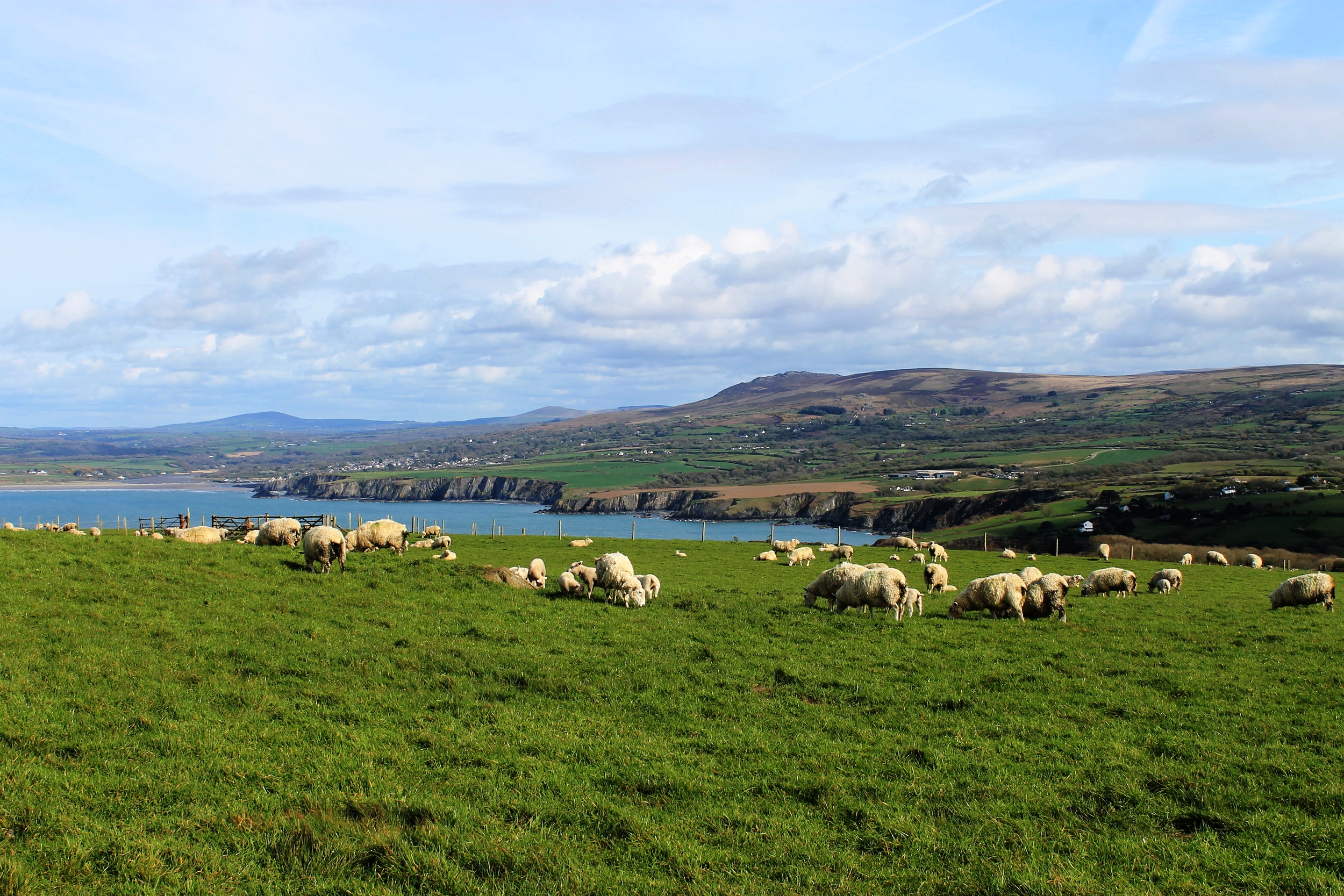 Sheep grazing on the Pembrokeshire Coast Path at Dinas Head