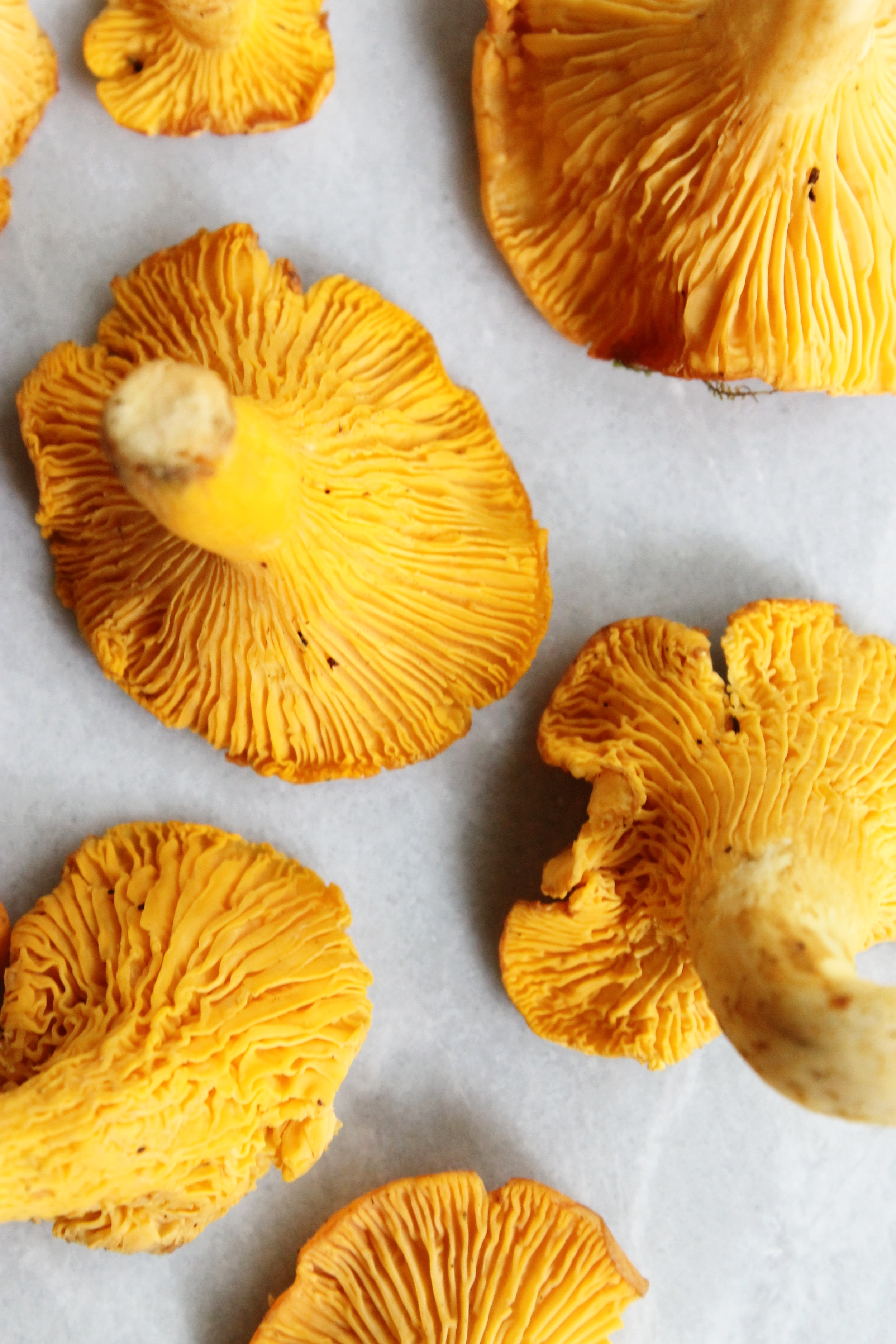 Leek and mushroom quiche (gluten free) | Beloved Kitchen