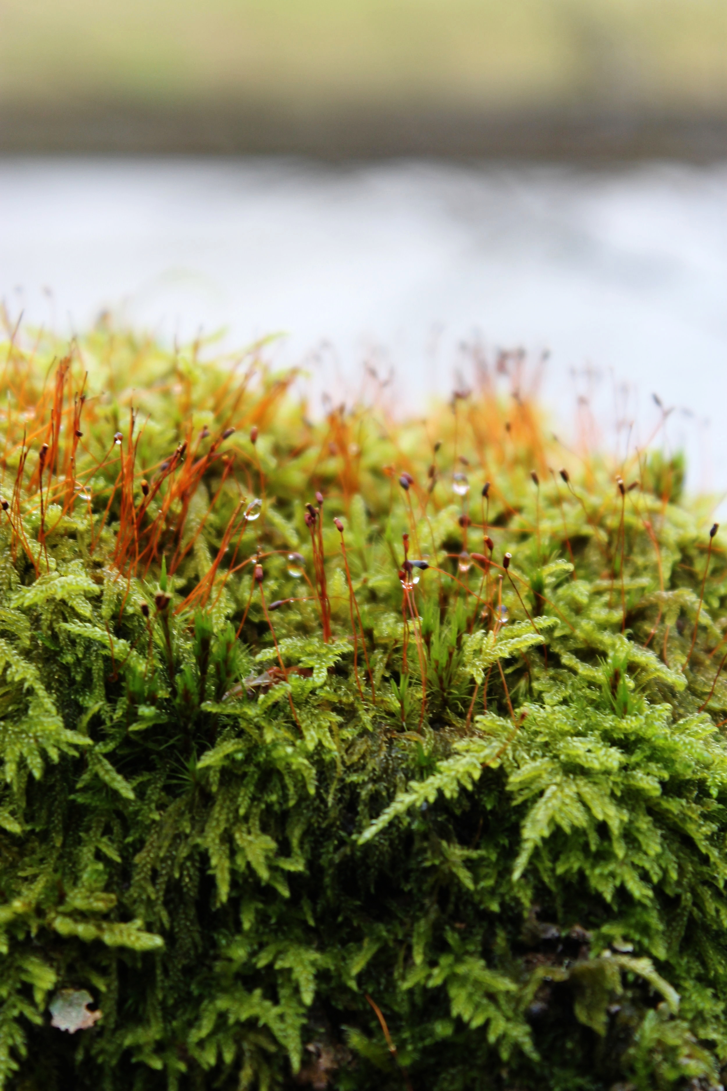 December Favourites | Beloved Kitchen